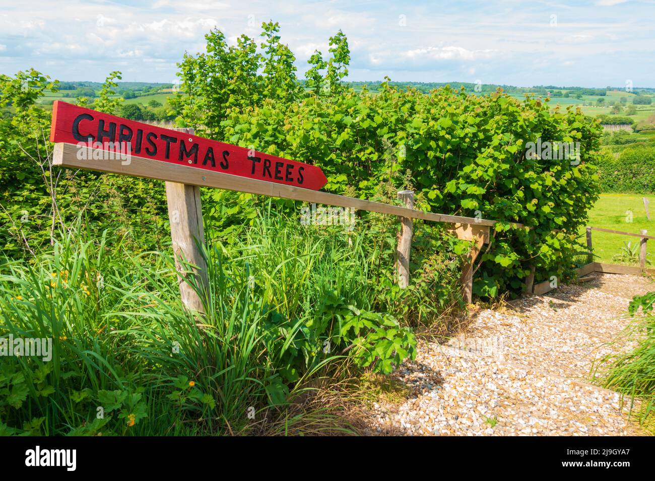 Tibbs Farm, Pick your own Farm, Weihnachtsbaum Farm, Weihnachtsbäume Zeichen, Udimore, Roggen, East Sussex, großbritannien Stockfoto