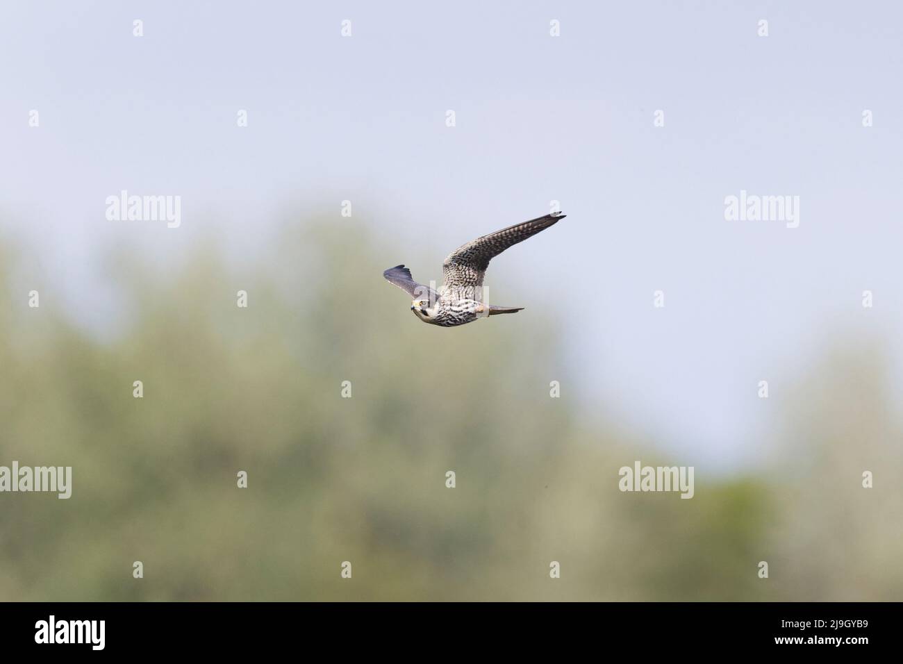 Eurasian Hobby (Falco subbuteo) Erwachsenenfliegen, Suffolk, England, Mai Stockfoto