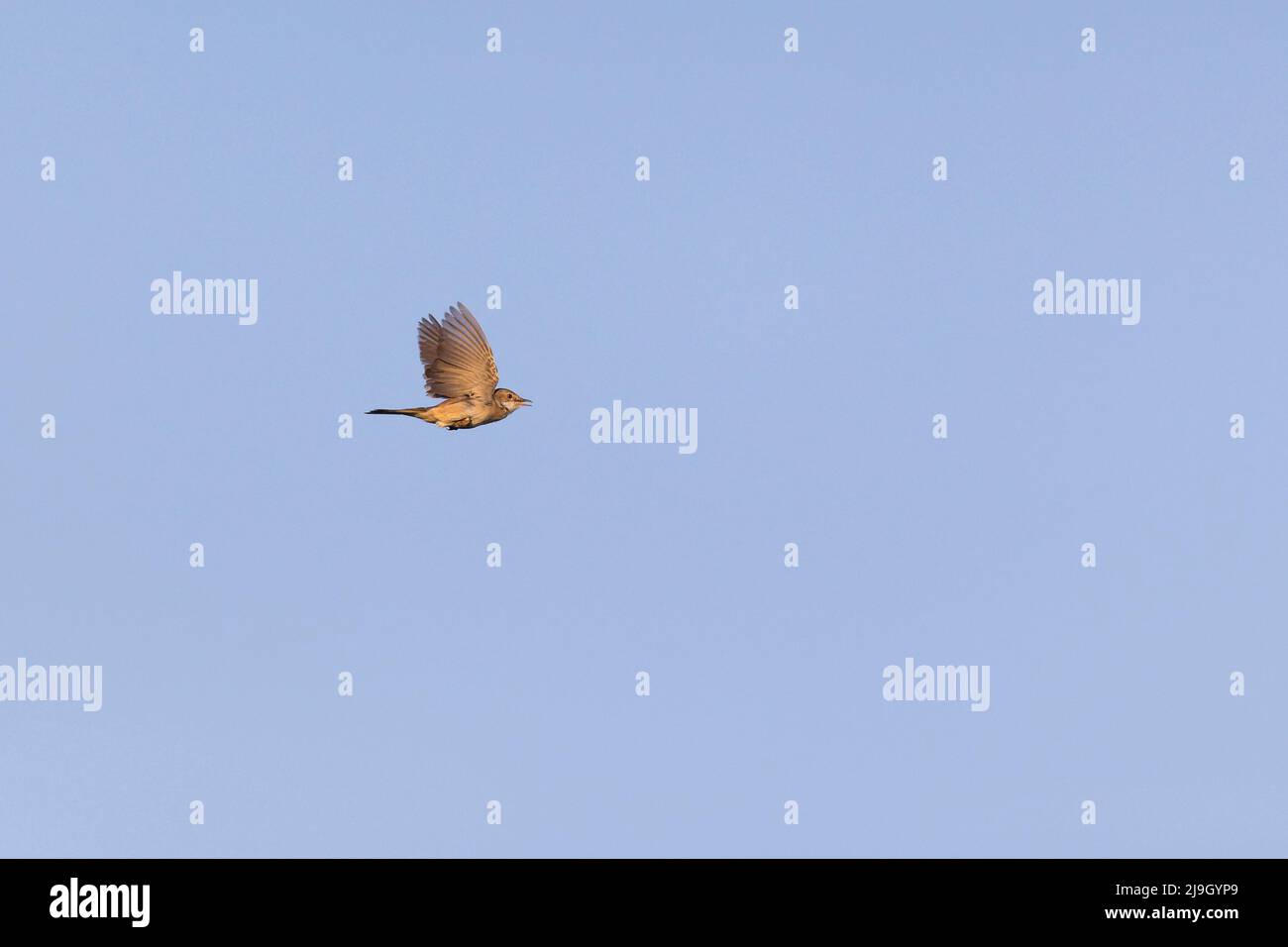 Gewöhnlicher Whitethroat (Sylvia communis), erwachsener Mann, der im Ausstellungsflug singt, Suffolk, England, Mai Stockfoto