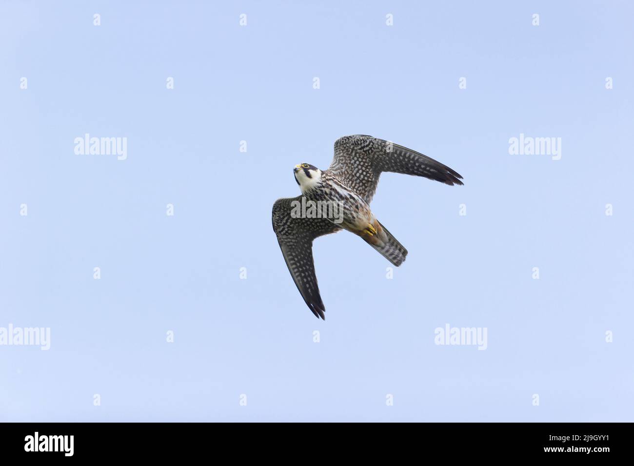 Eurasisches Hobby Falco subbuteo, Erwachsenenfliegen, Suffolk, England, Mai Stockfoto