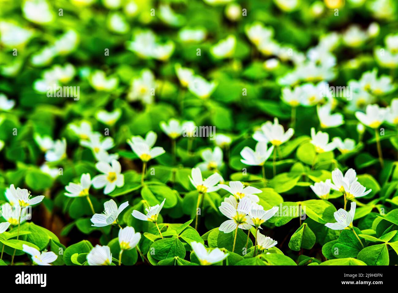 Blühende weiße Kleeblatt oxalis acetosella Blumen Hintergrund. Stockfoto