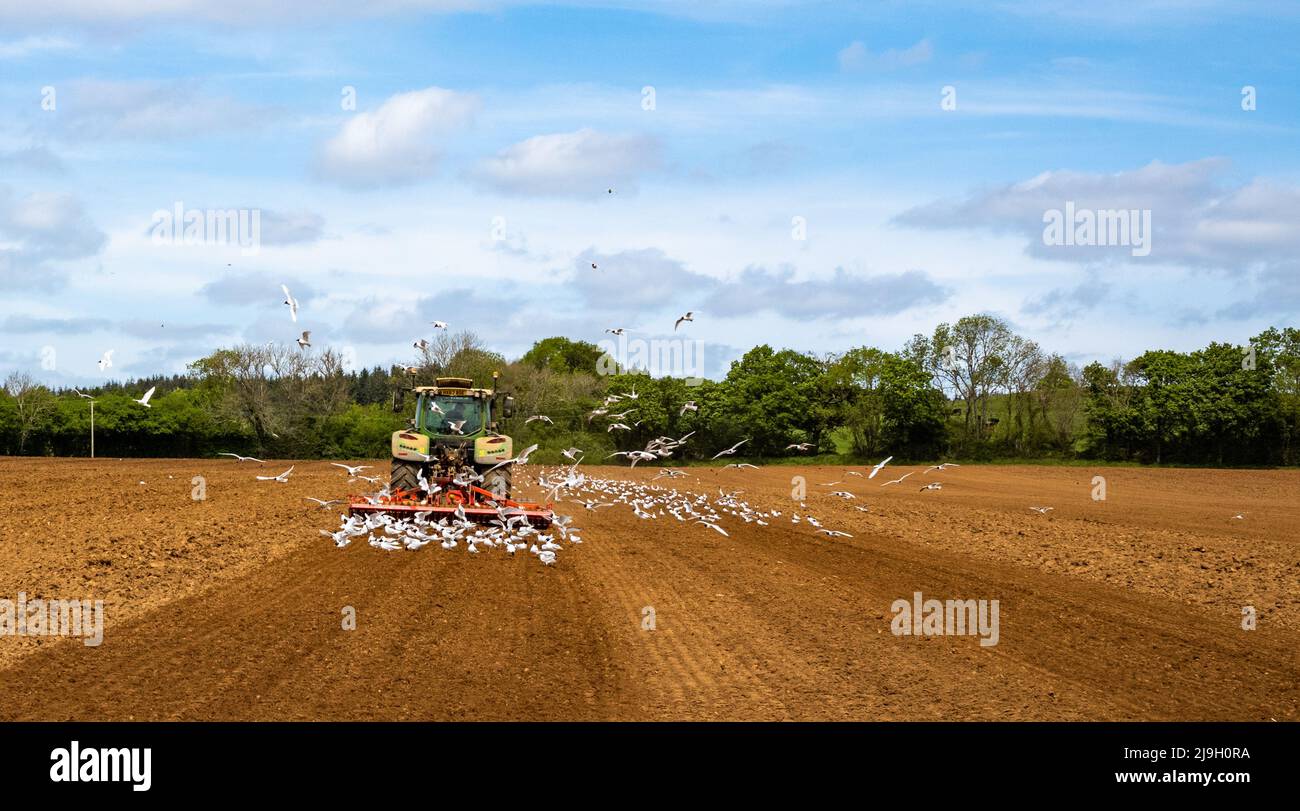 Einem Bauern in einem Traktor folgt eine Schar Möwen, während er ein Feld für die Pflanzung vorbereitet. Stockfoto