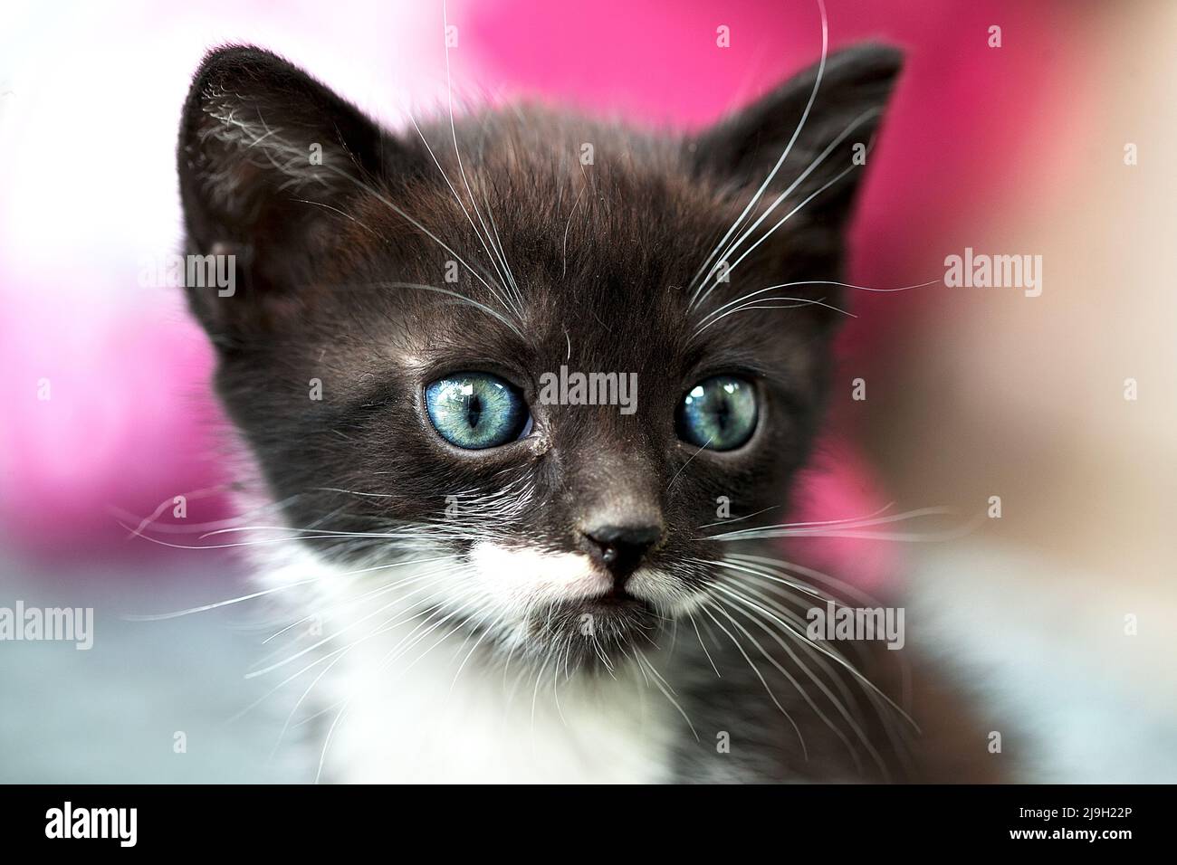 5 Wochen altes Kätzchen Stockfoto