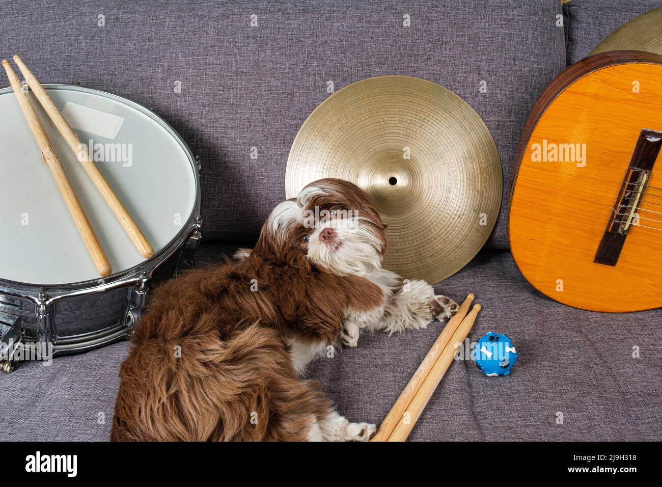 6 Monate alter Shih Tzu Welpe, umgeben von Snare Drum, Zimbeln, Drumsticks und Gitarre. Stockfoto