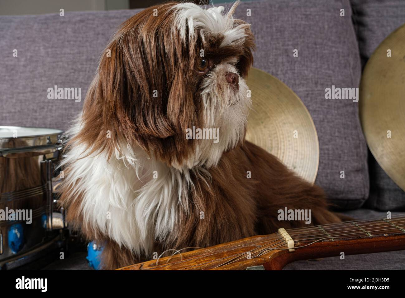 Nahaufnahme eines 6 Monate alten Shih-Tzu-Welpen, der seitwärts steht, umgeben von Zimbeln, Snare und Gitarre. Stockfoto