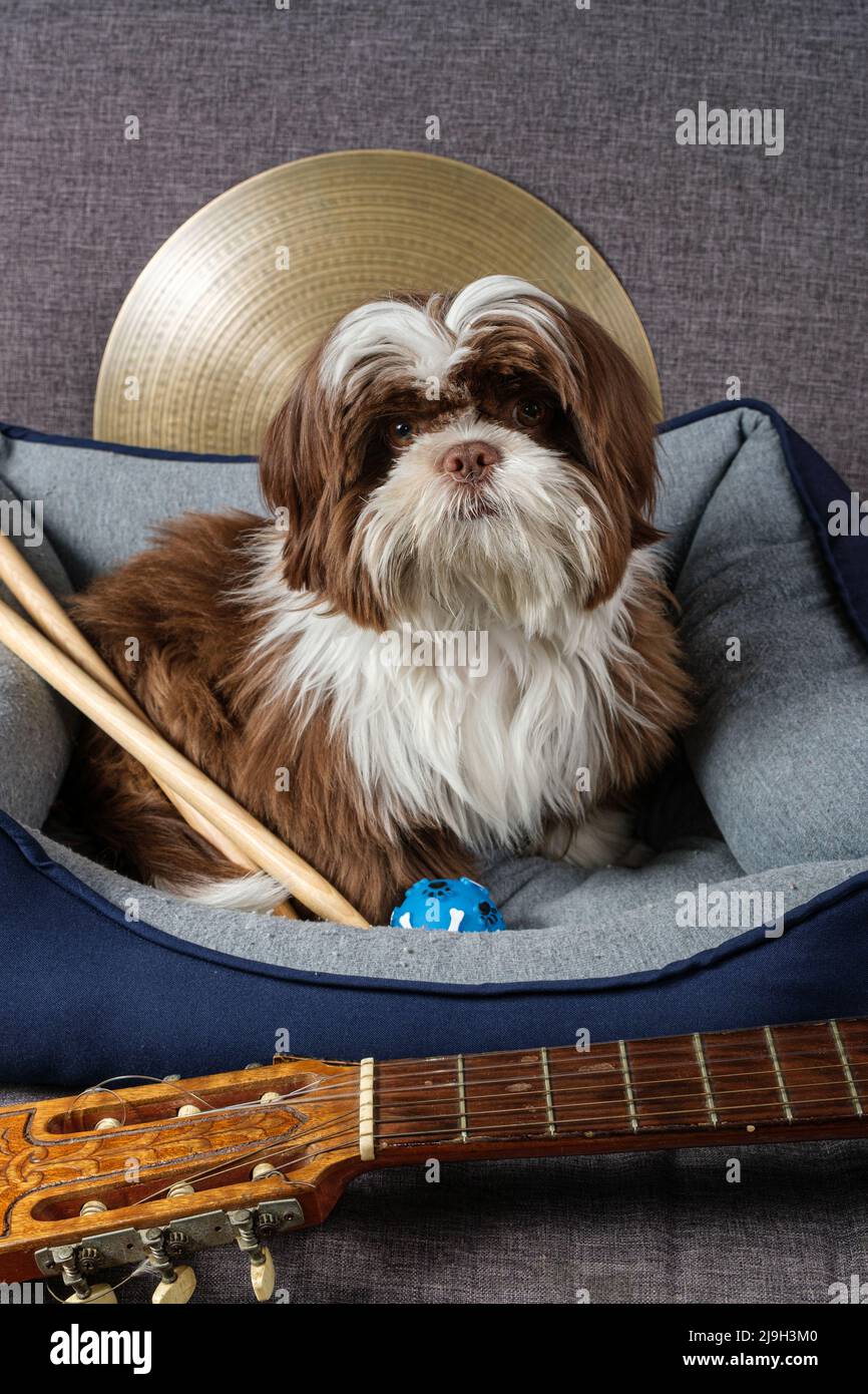 6 Monate alter Shih-Tzu-Welpe, umgeben von Zimbel, Drumsticks und Gitarre. Stockfoto