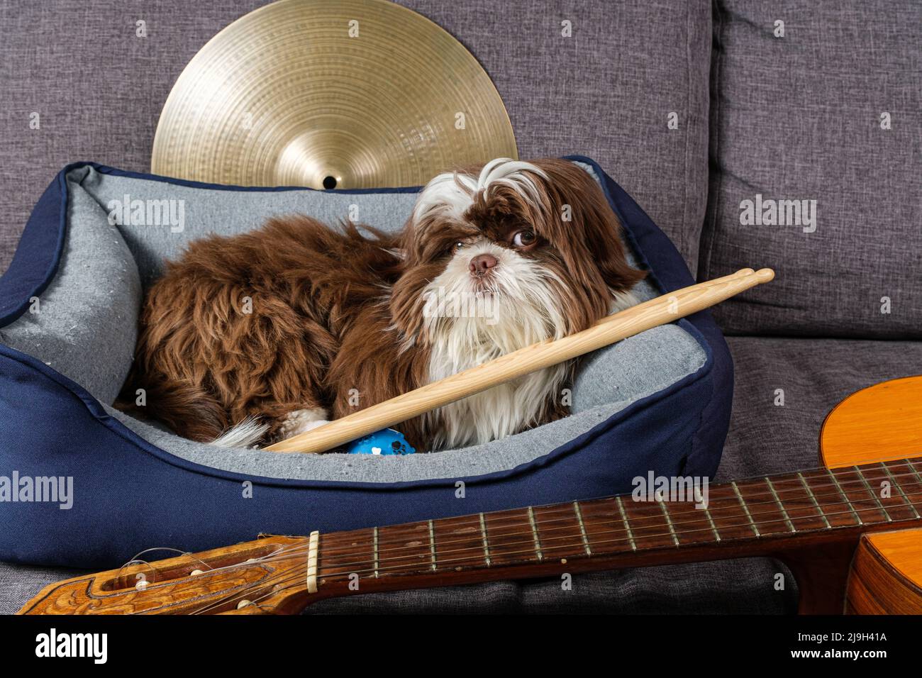 Der 6 Monate alte Shih tzu-Welpe sitzt auf seinem Bett und blickt auf die Kamera, umgeben von Musikinstrumenten. Stockfoto