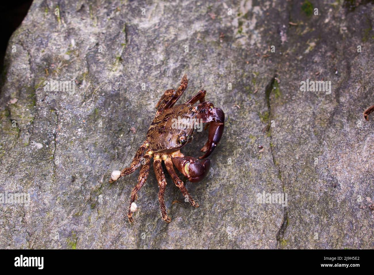 Einzelne Krabbe auf einem Felsen aus dem Schwarzen Meer Stockfoto