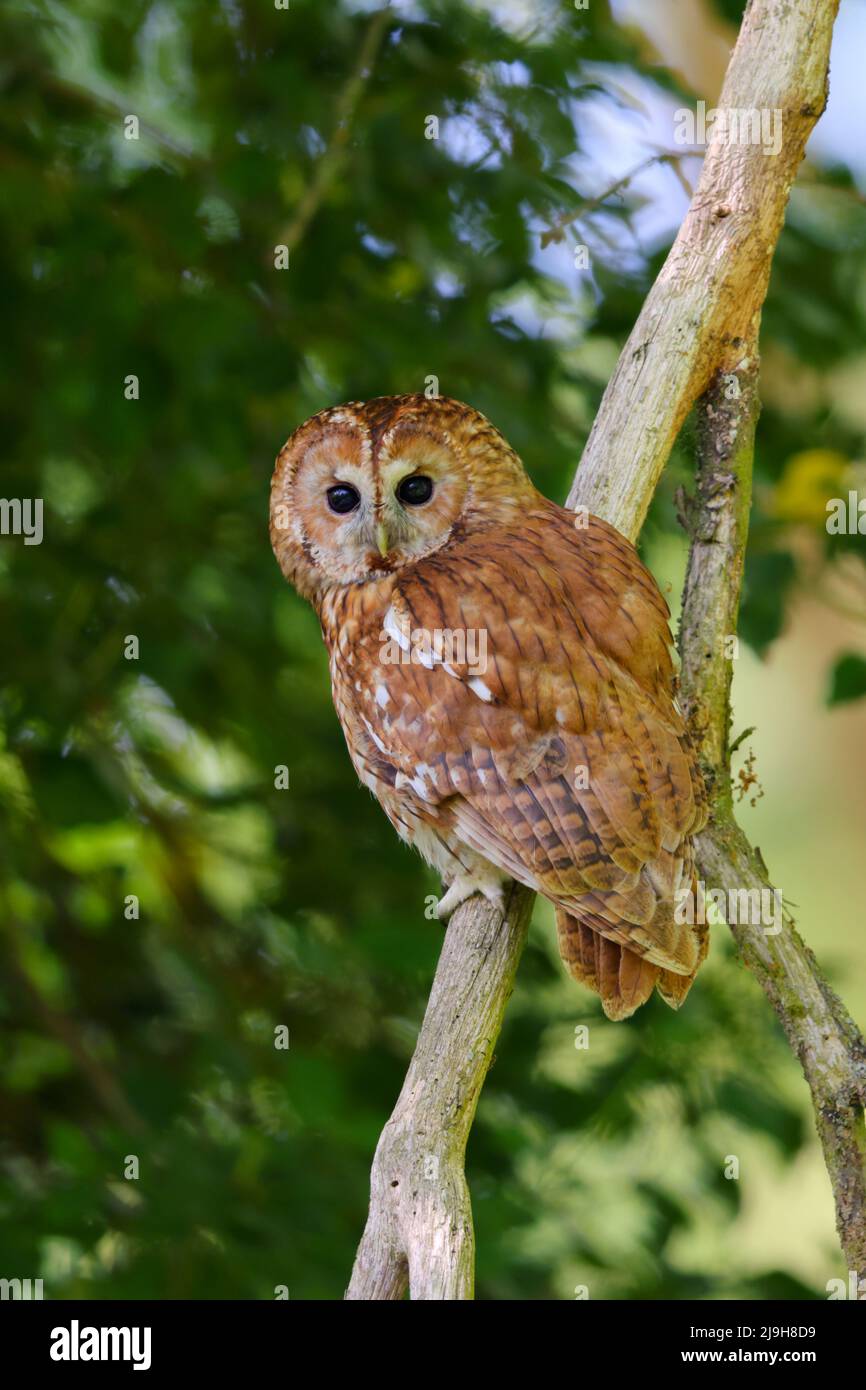 Eine Erwachsene Tawny Owl (Strix aluco) im Frühjahr am Tag, Ostengland Stockfoto