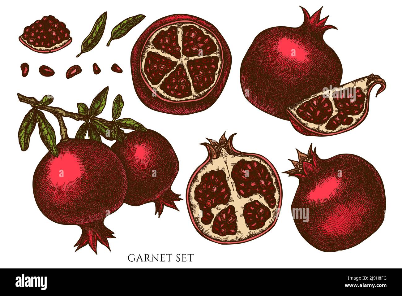 Früchte handgezeichnete Vektor-Illustrationen-Kollektion. Farbiger Granat. Stock Vektor