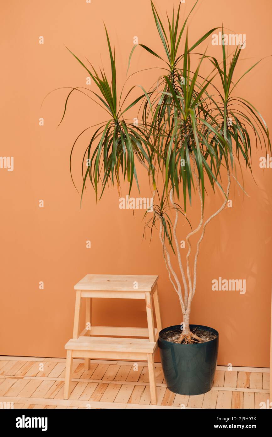 Ein Holzstuhl und eine Hausblume stehen auf dem Boden in der Nähe der orangefarbenen Wand. Stockfoto