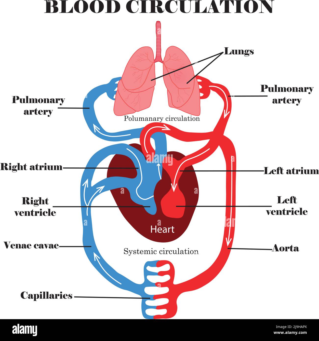 Durchblutungssystem.menschliche Durchblutungsanatomie und Digram, Herz und Lungen.Educational Inhalt für Biologie, Medcine und Wissenschaft Studenten. Stock Vektor