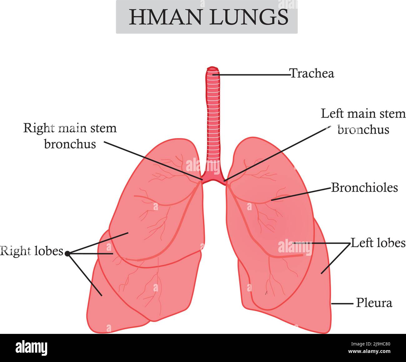 Illustration eines der wichtigsten menschlichen Organe, das für die Atmung und die Versorgung des Körpers mit Sauerstoff verantwortlich ist, der Anatomie der Lunge Stock Vektor