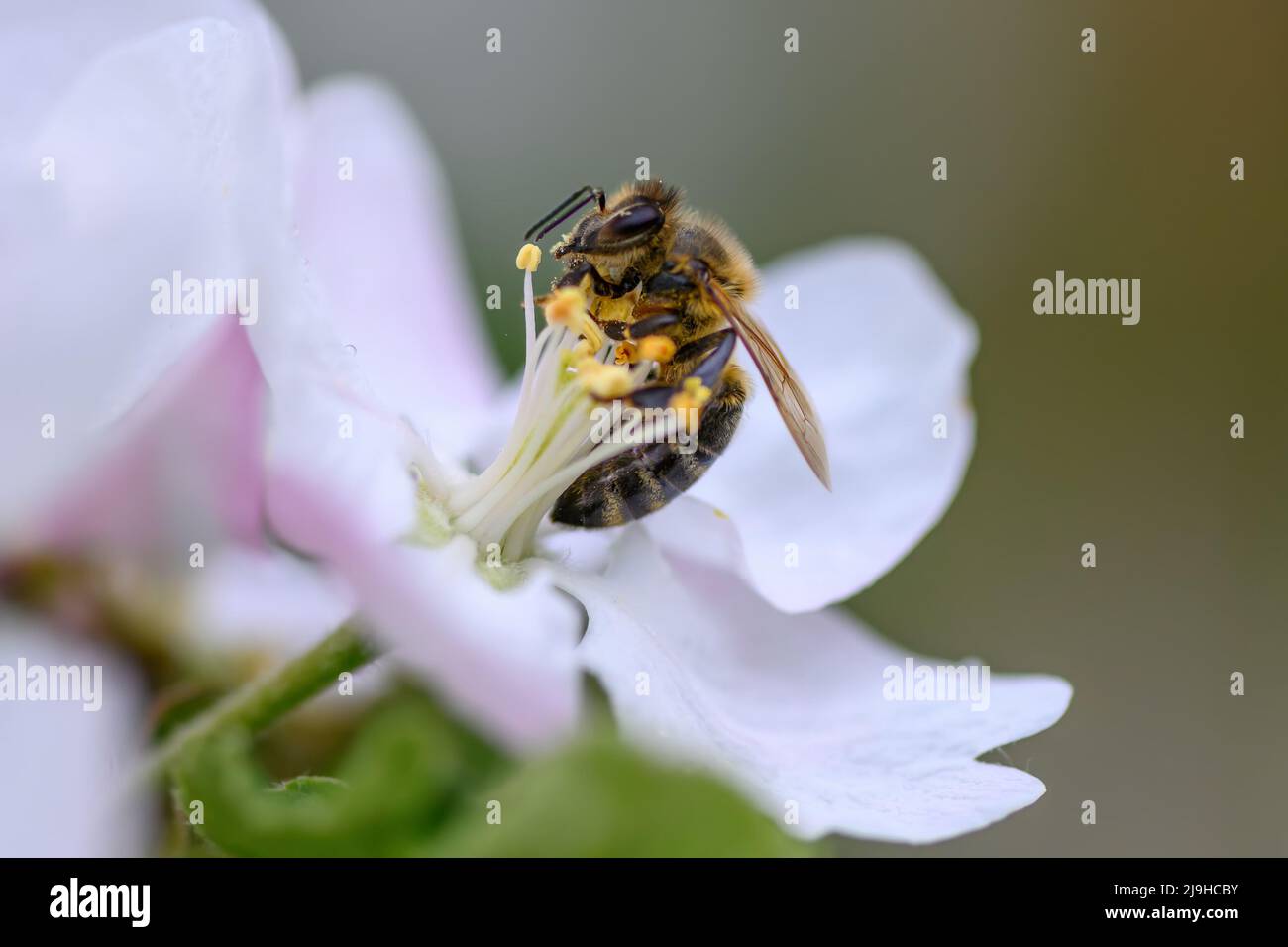 Schließen Honigbiene sammelt Pollen aus der Apfelbaumblüte. Frühlingshintergrund Stockfoto
