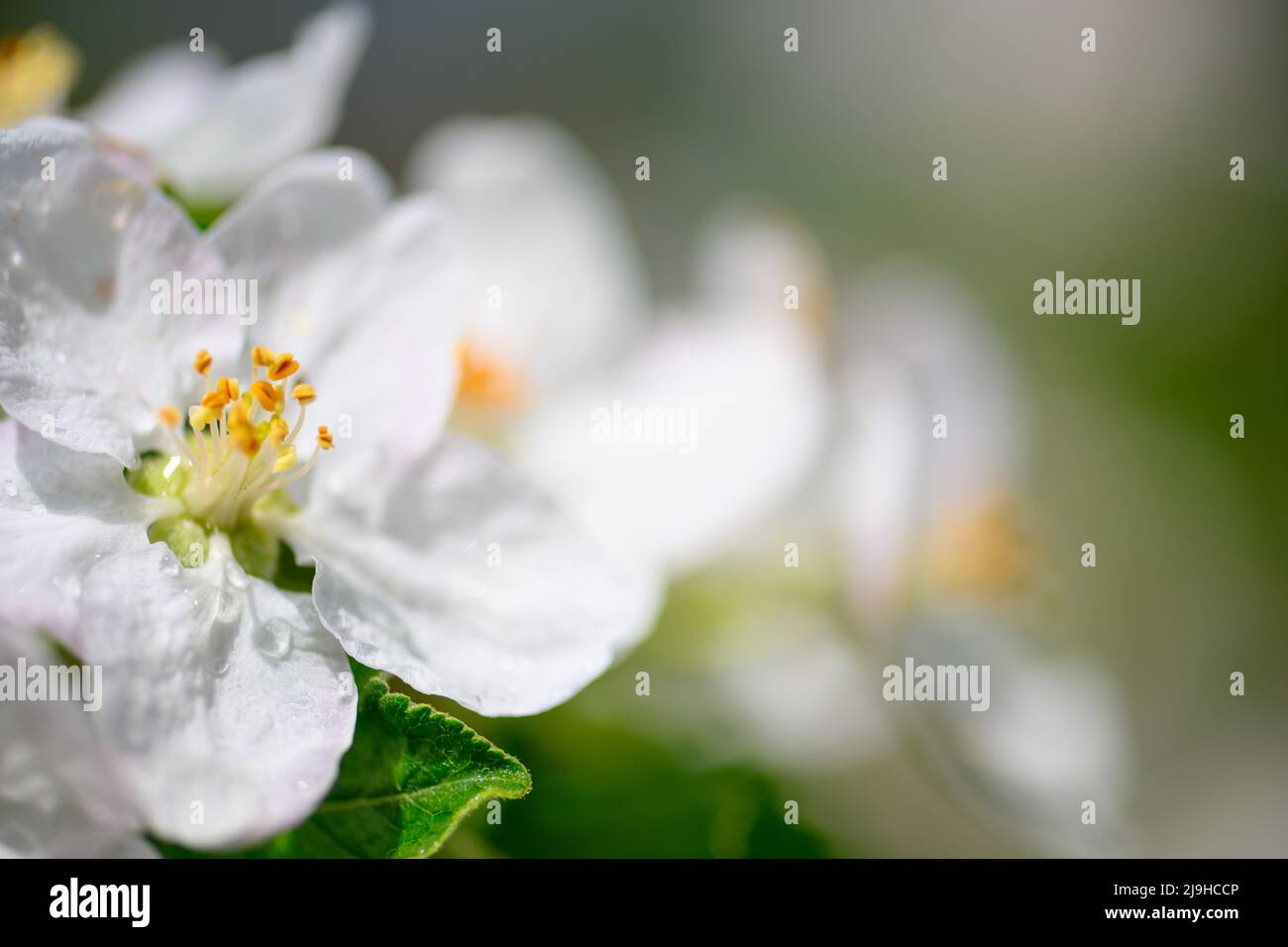 Schöne Blumen schließen sich auf einem Apfelbaum Ast auf einem Hintergrund von verschwommenem Garten nach Regen Stockfoto