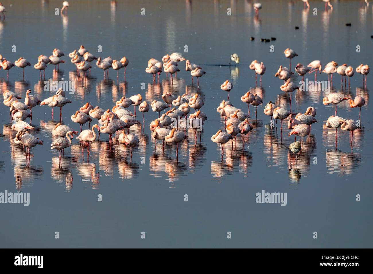 Gruppe von rosa Flamingos und ihre Reflexionen in der Lagune Kalochori, Griechenland. Tierwelt Tierszene aus der Natur Stockfoto