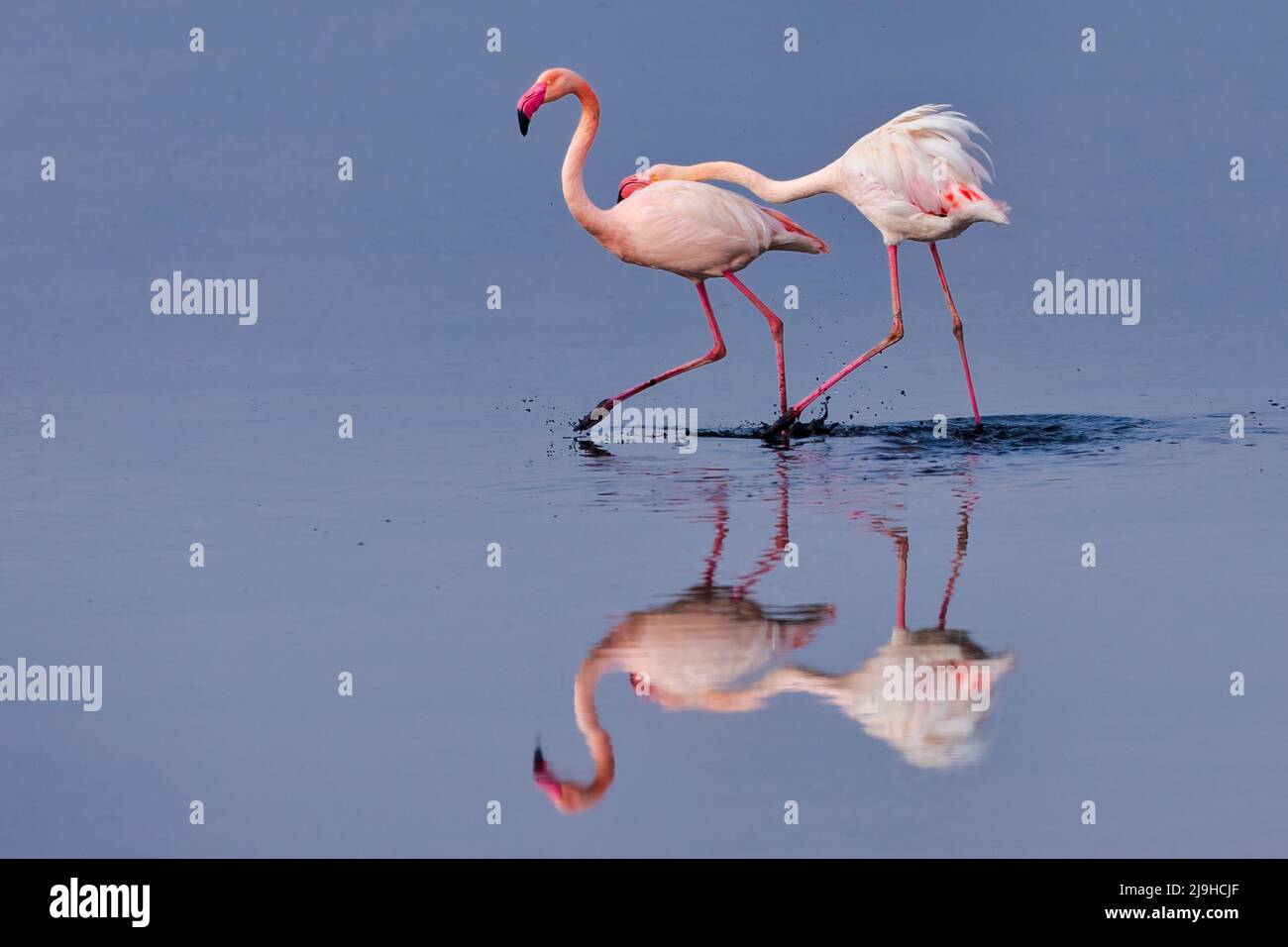 Gruppe von rosa Flamingos und ihre Reflexionen in der Lagune Kalochori, Griechenland. Tierwelt Tierszene aus der Natur Stockfoto