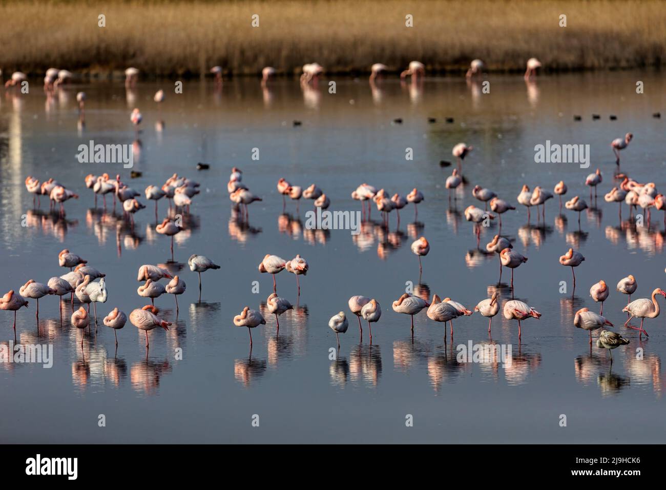 Gruppe von rosa Flamingos und ihre Reflexionen in der Lagune Kalochori, Griechenland. Tierwelt Tierszene aus der Natur Stockfoto