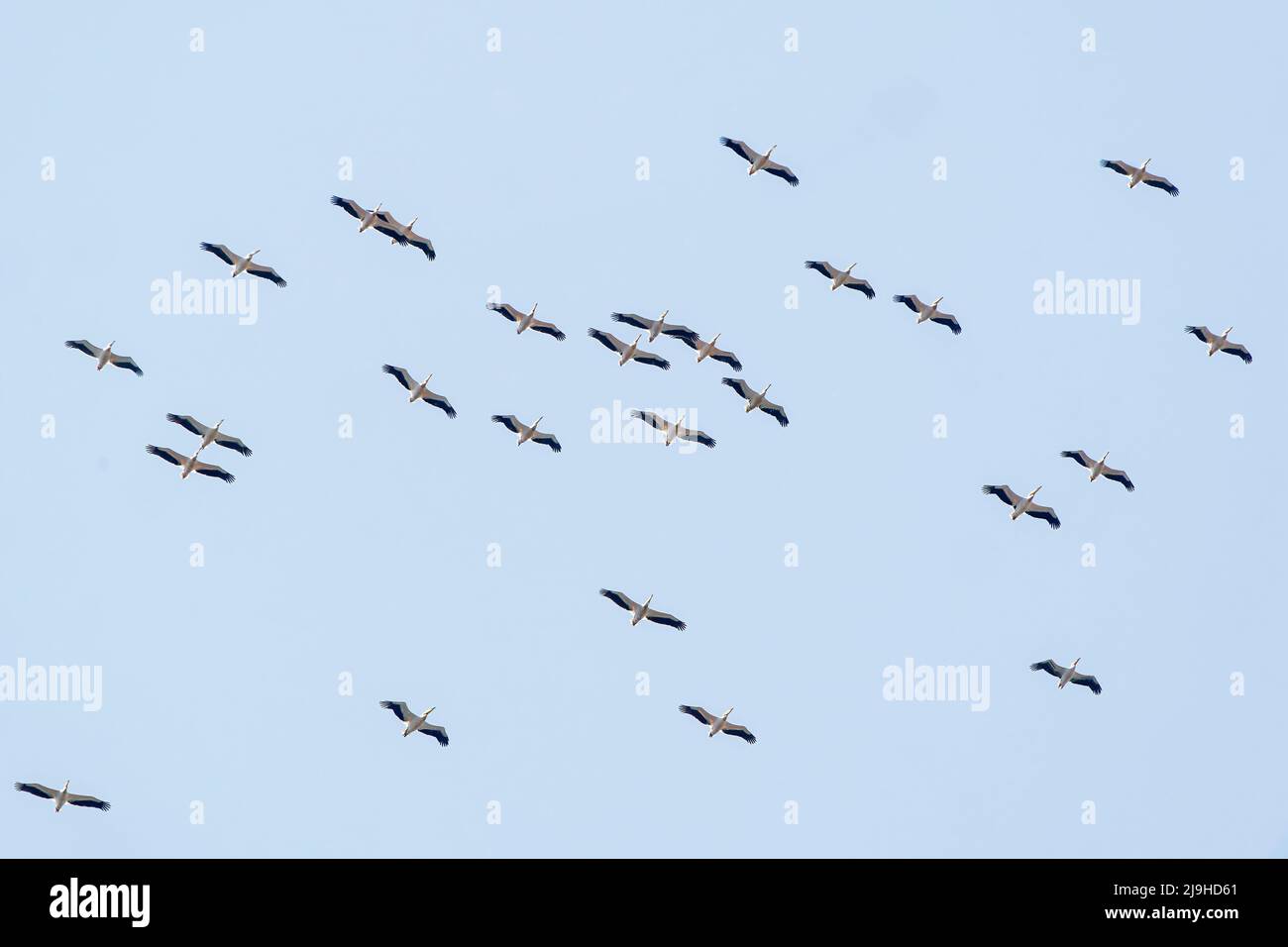 Großer weißer Pelikan, Pelecanus onocrotalus, Vogelschwarm, der über Wasser fliegt, Donau, Rumänien, 27. April 2022 Stockfoto