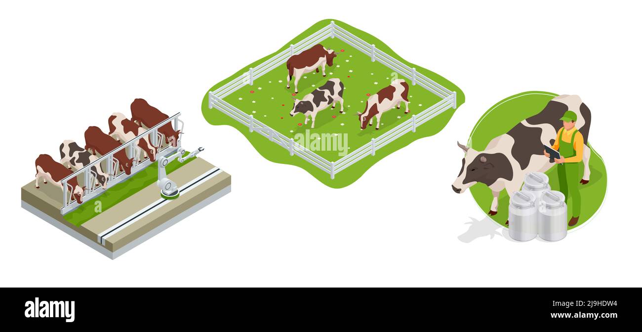 Isometrische braune und weiße Kühe auf einem grasbewachsenen Feld an einem hellen und sonnigen Tag. Milchvieh. Cow Farm Stock Vektor