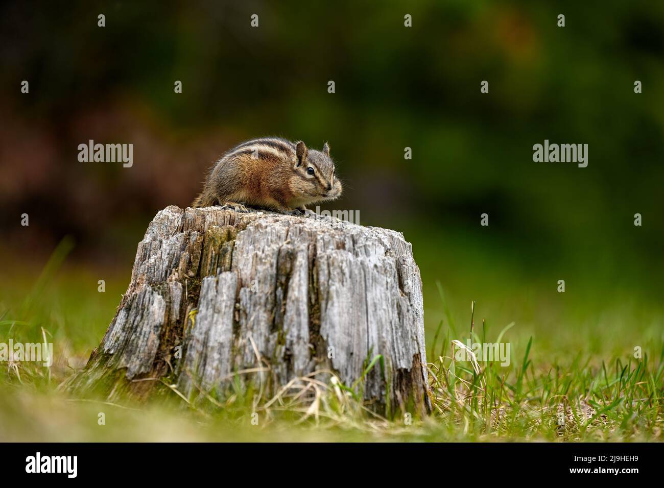 Ein süßer und verspielter Chipmunk, der auf einem alten Baumstamm in E.C. läuft, springt, sitzt und isst Manning Park, British Columbia, Kanada Stockfoto