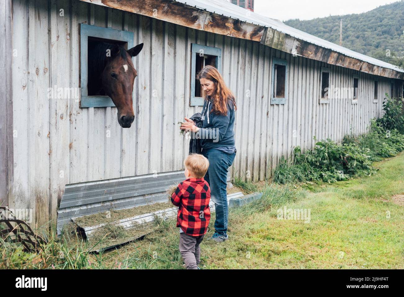 Frau mit Enkel, der Gras hält und Pferd im Stall ansieht Stockfoto