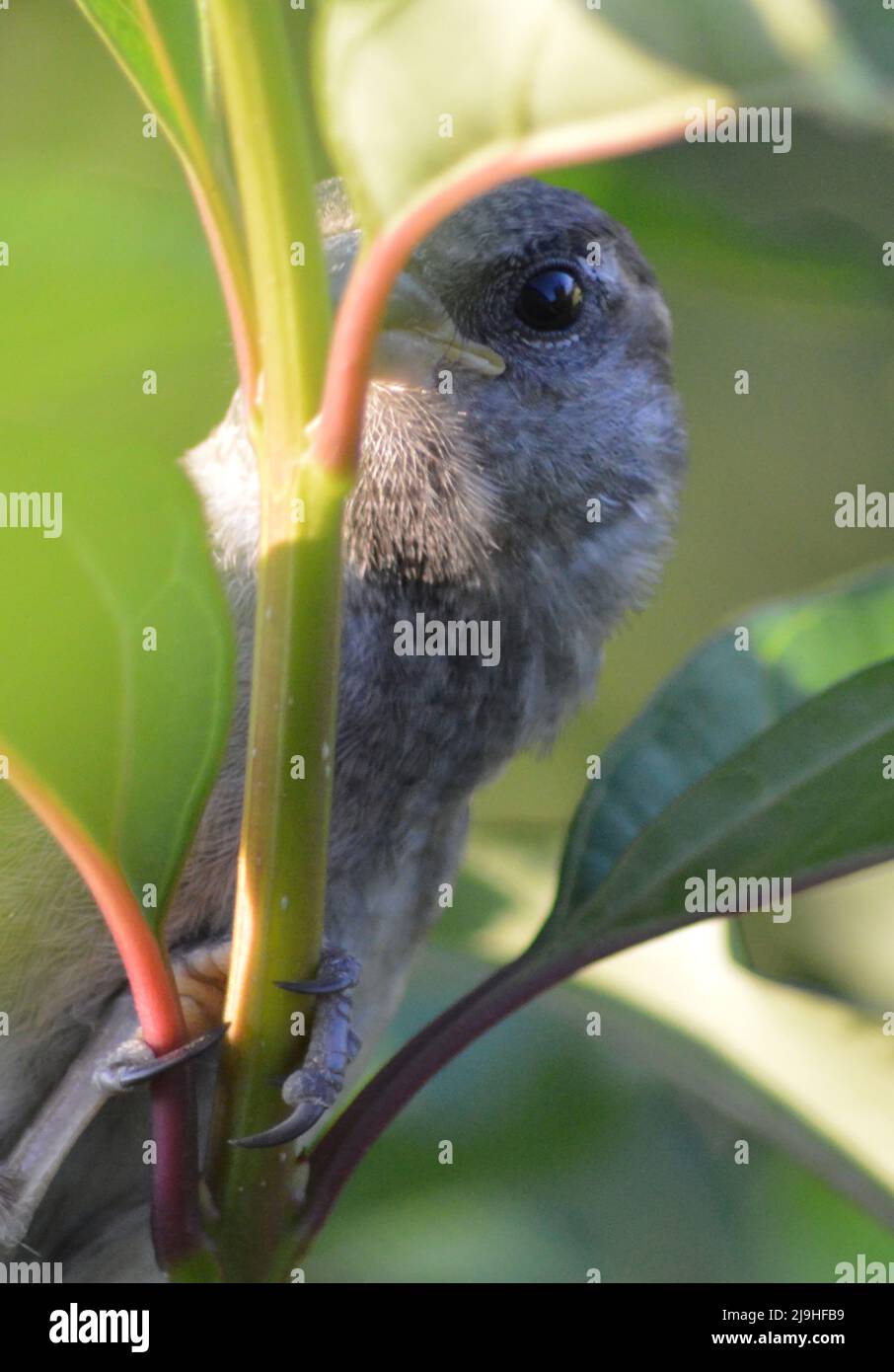 Ein kleiner schüchterner Sperling in einem Busch in meinem Garten versteckt sich Stockfoto