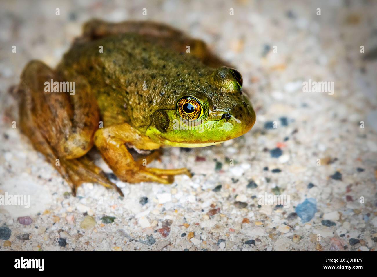 Ein grüner Frosch sitzt auf dem Bürgersteig einer Gartenterrasse. Stockfoto