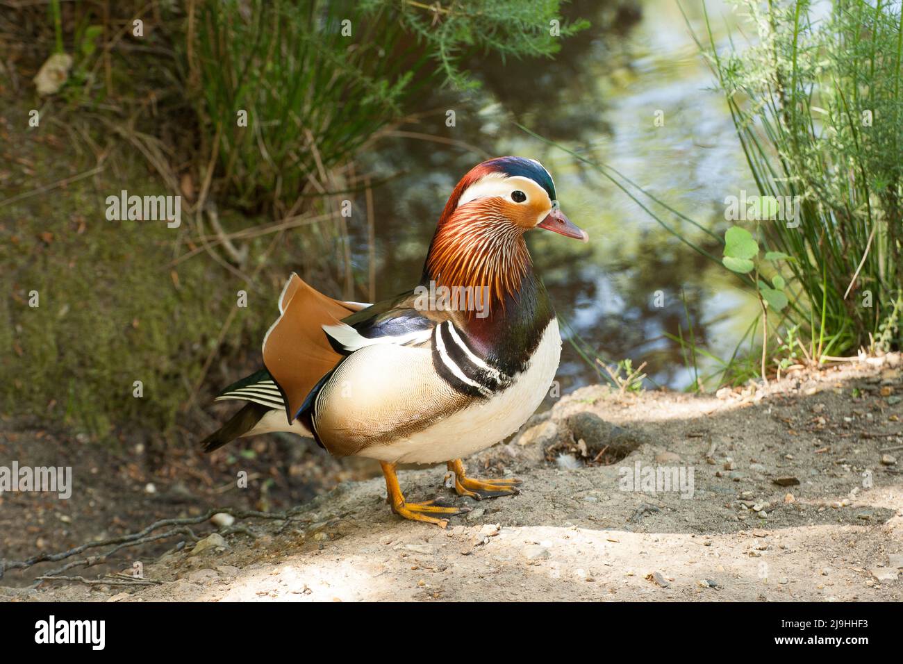 Ente(n) Strawberry Hill Pond Epping Forest Essex Stockfoto