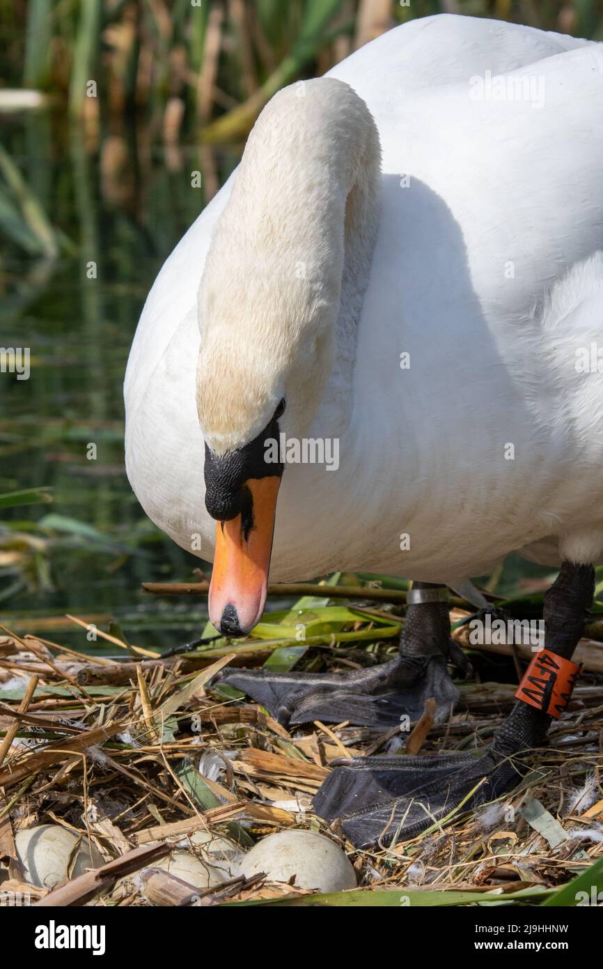 Nestin Schwan und Eier Stockfoto