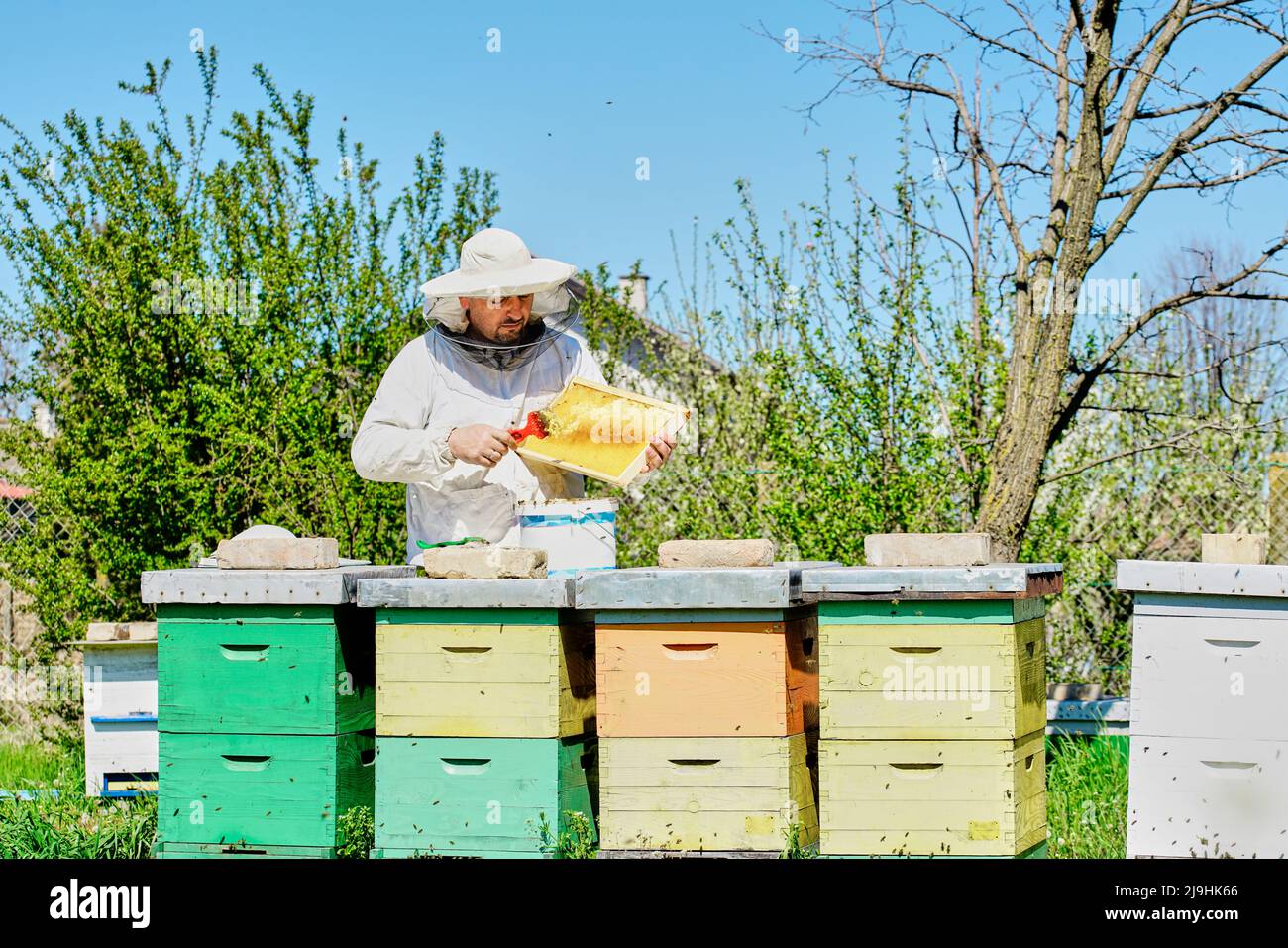 Imker extrahiert Bienenwachs aus dem Wabenrahmen im Container auf dem Bauernhof Stockfoto