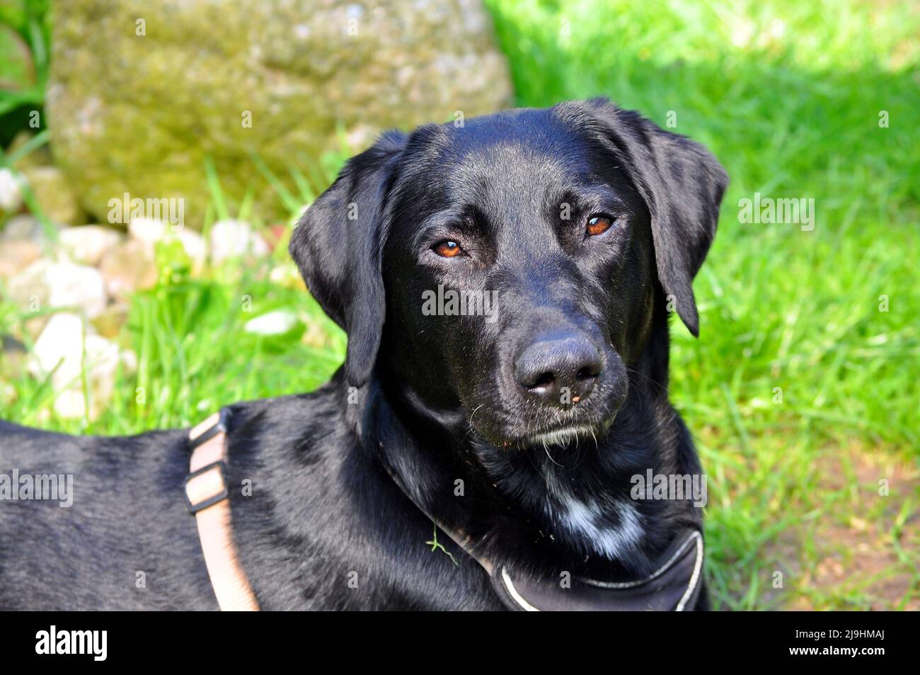 schwarze Labrador Retriever Hündin im Garten, Hessen, Deutschland. Stockfoto