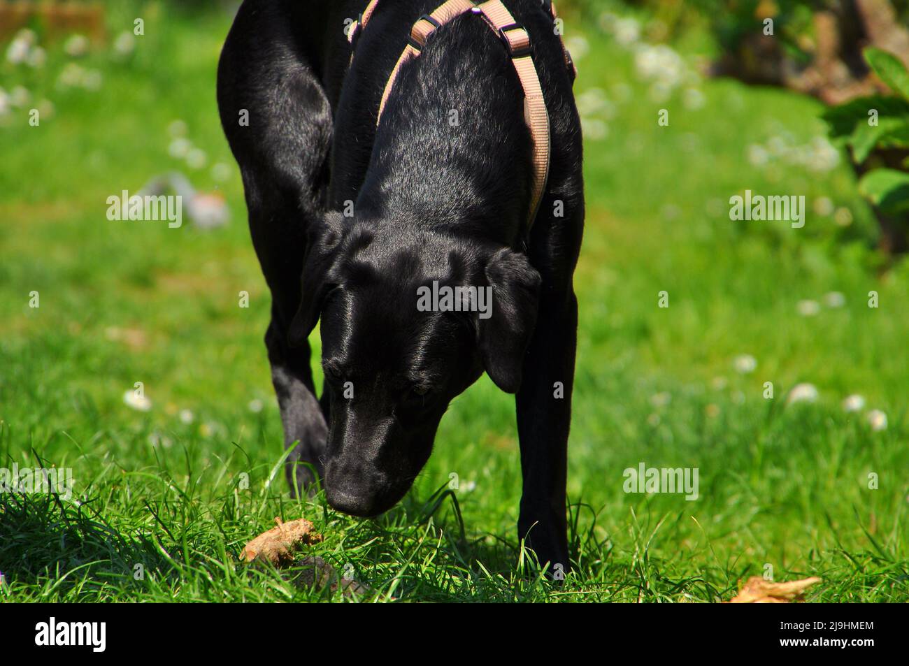 schwarze Labrador Retriever Hündin im Garten, Hessen, Deutschland. Stockfoto