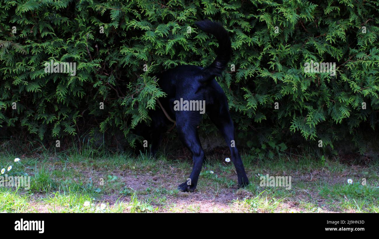 schwarzer Labrador Retriever Hündin in Hecke, Hessen, Deutschland. Stockfoto