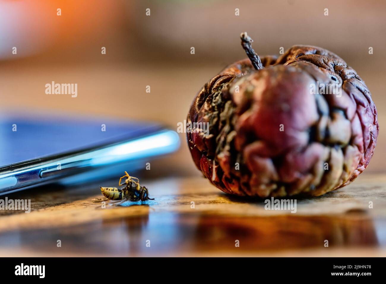 Tote Wespe liegt neben verfaulten Äpfeln Stockfoto