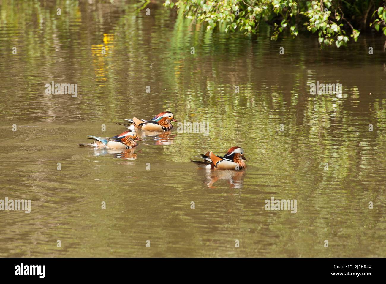 Ente(n) Strawberry Hill Pond Epping Forest Essex Stockfoto