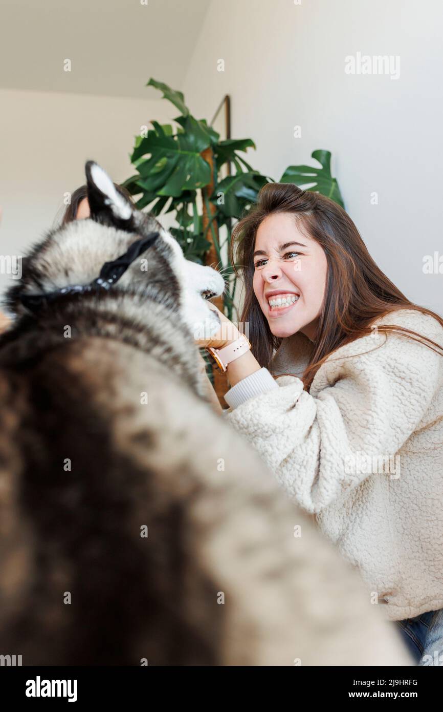 Junge Frau spielt mit Hund zu Hause Stockfoto