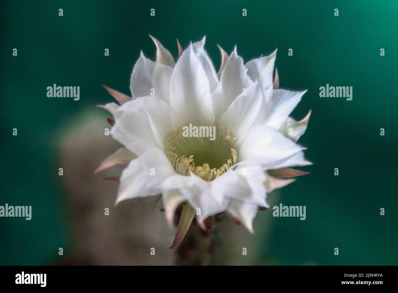 Groe weie kaktusblte -Fotos und -Bildmaterial in hoher Auflsung  Alamy