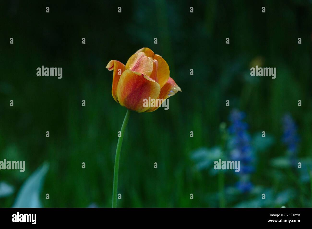 Gelbe und rote Tulpenblüte mit dunkelgrünem Hintergrund Stockfoto