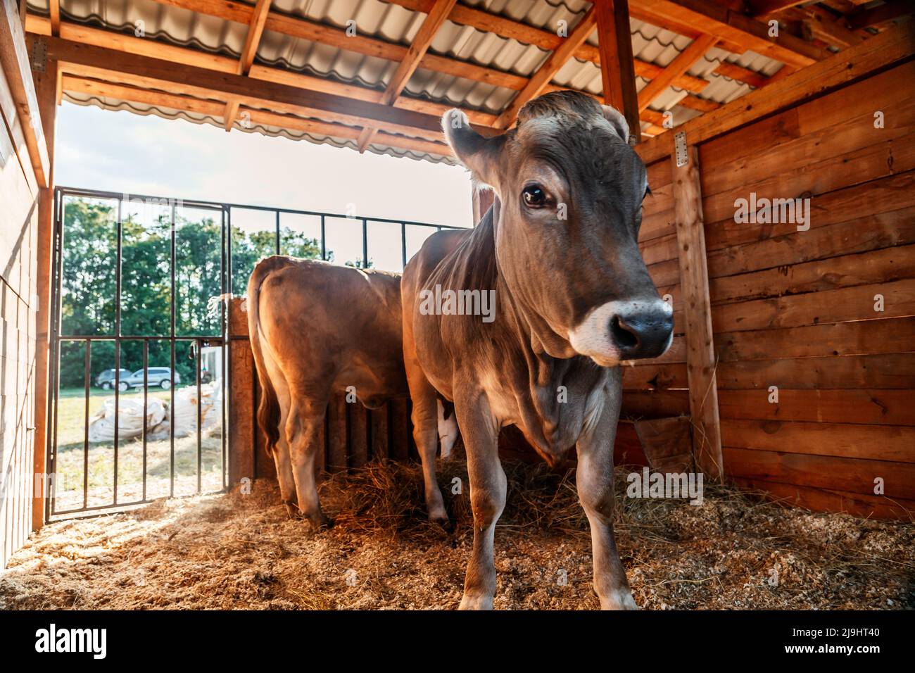 tierische rote Kalb Kind Kuh Bauernhof Landwirtschaft Stockfoto