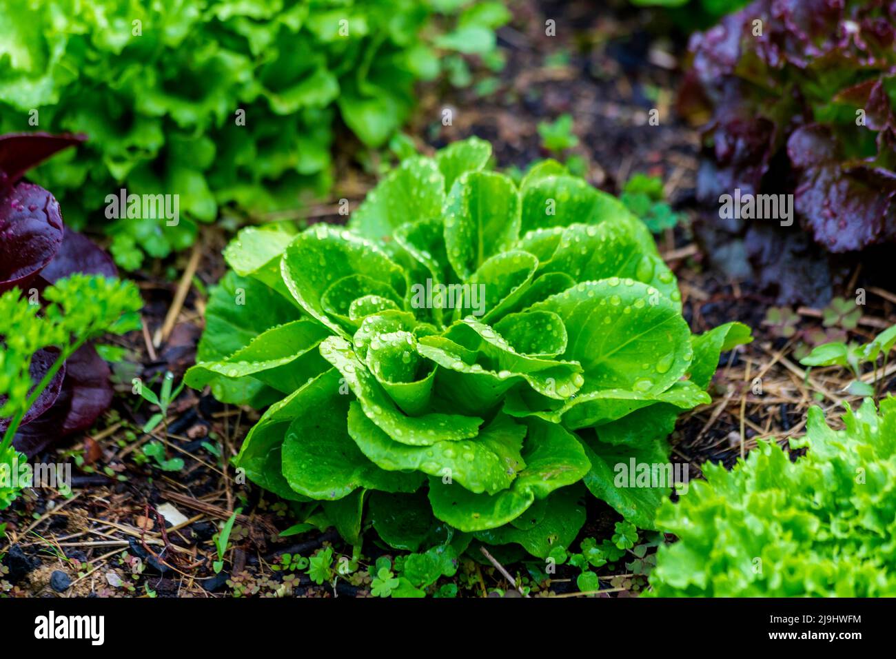 Wassertropfen auf frischem grünen Salat in der Farm Stockfoto