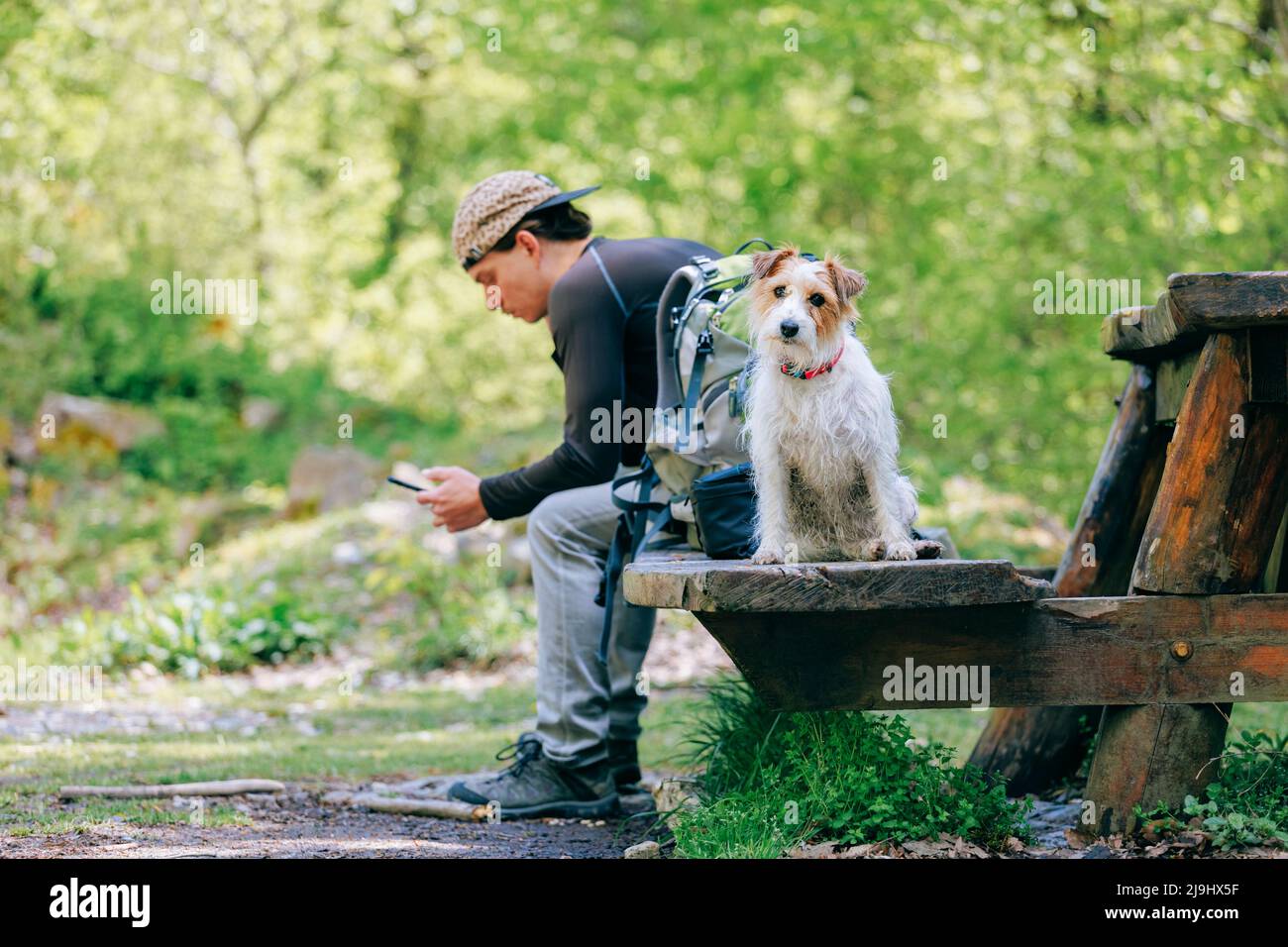Wanderer, der mit Rucksack von Jack Russell auf der Bank im Wald sitzt Stockfoto