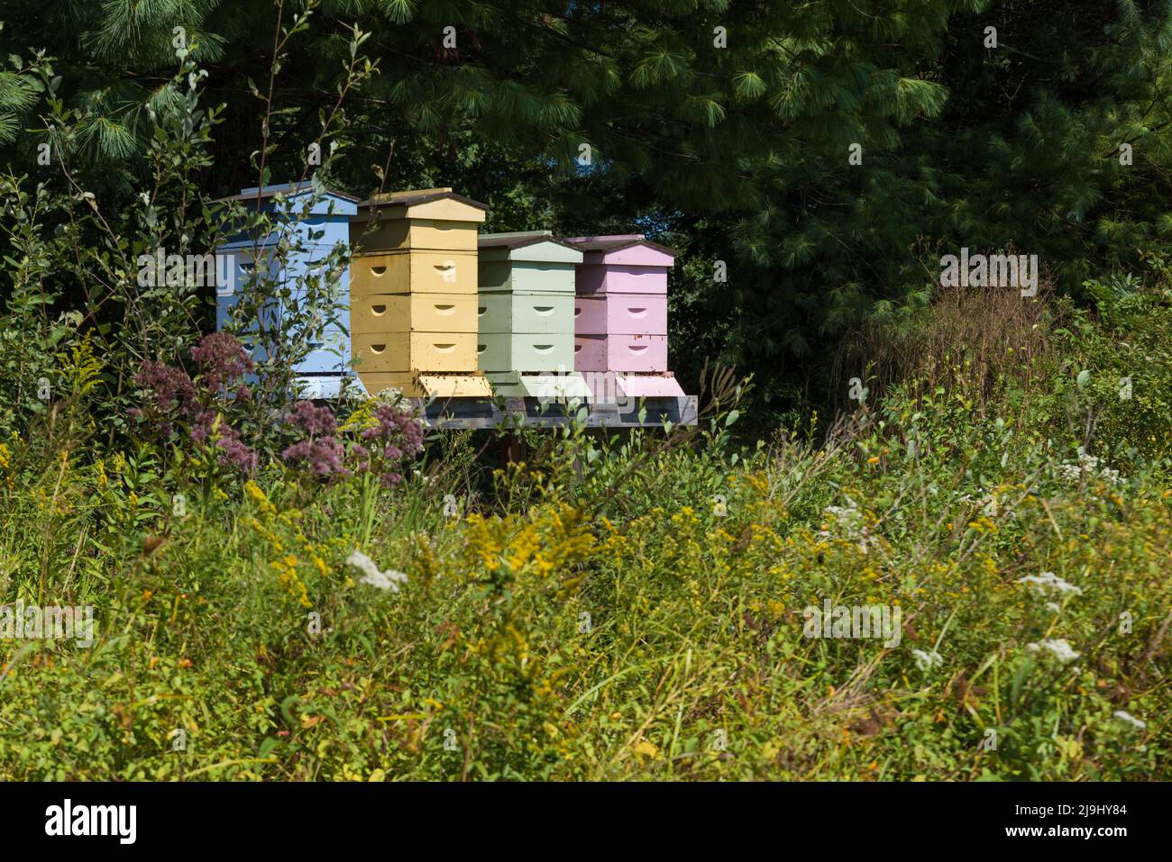Farbige Bienenstöcke, die im Sommer an das Feld der Wildblumen angrenzen Stockfoto