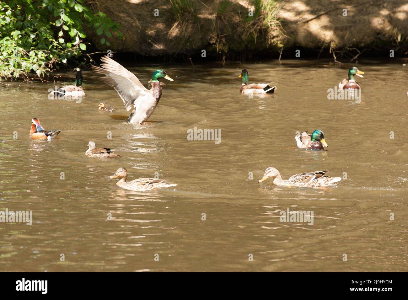 Ente(n) Strawberry Hill Pond Epping Forest Essex Stockfoto