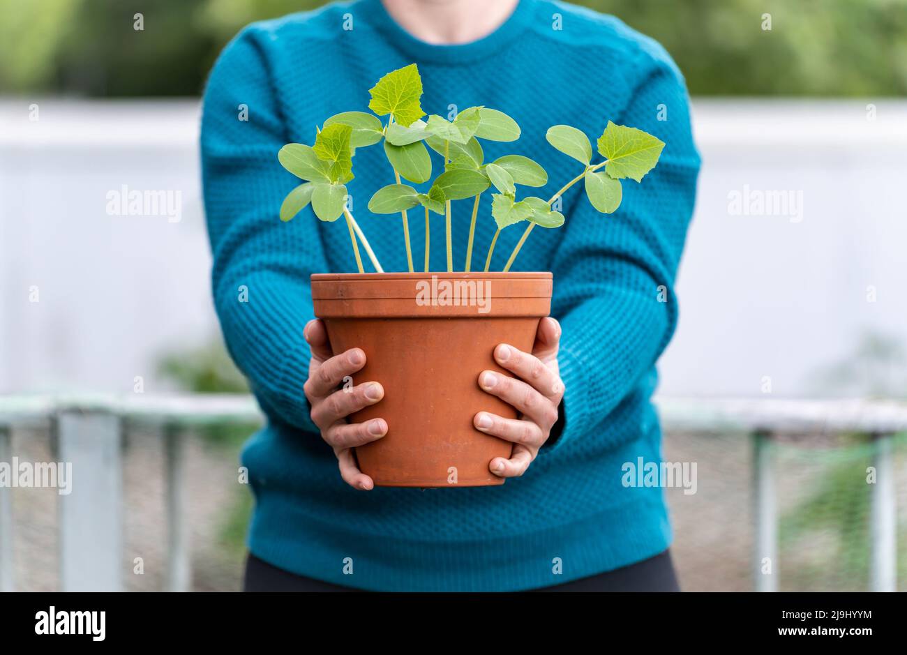 Topfpflanze Geschenk, Frauen Hände halten junge Topfpflanze auf einem verschwommenen Hintergrund Stockfoto