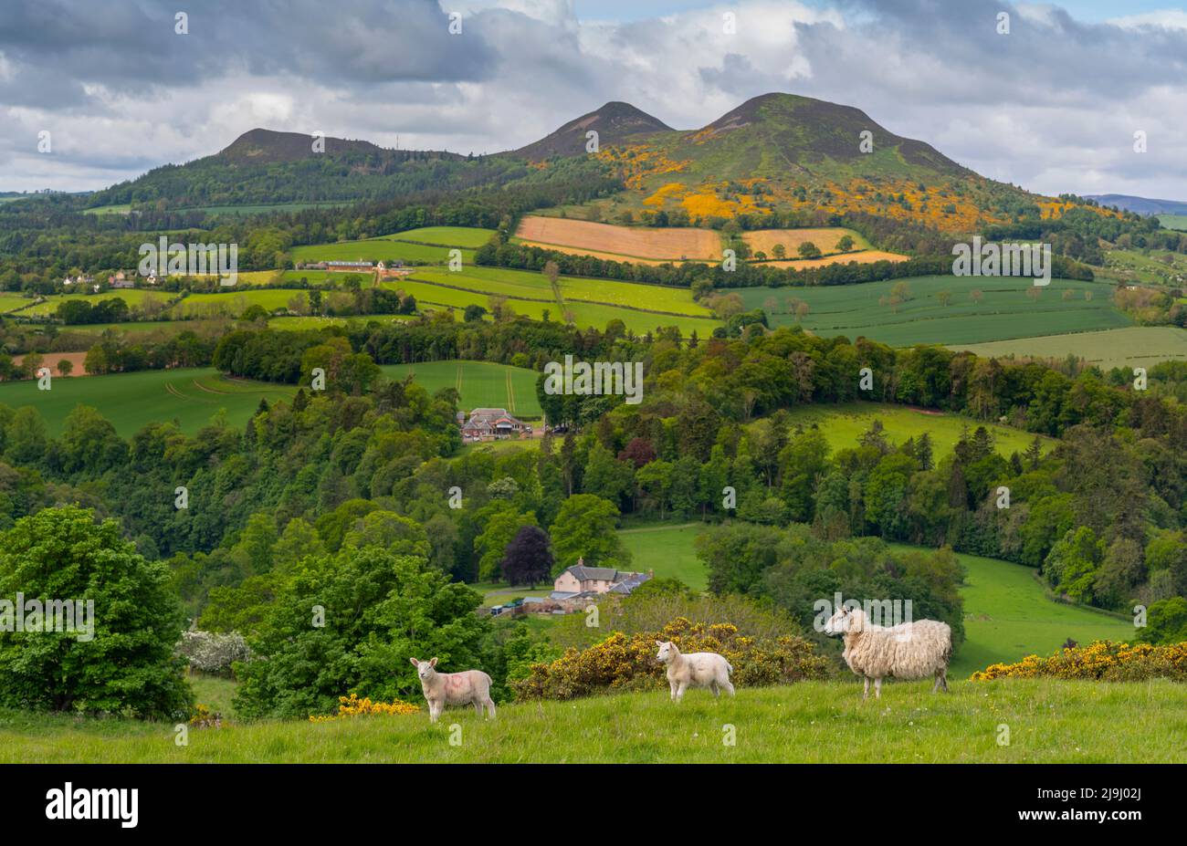 Melrose, Großbritannien. 23.. Mai 2022. Scotts View. Scottish Borders. Schottland. UK Weather, A View Looking from Scotts Blick über die Eildon Hills, mit dem üppigen grünen Gras und leuchtend gelben Ginster in Blüte, die eine farbenfrohe Szene an dem berühmten Wahrzeichen des schottischen Autors Sir Walter Scott schaffen. Schafe und Lämmer grasen heute auf dem Hügel mit Blick auf Scotts View. Quelle: phil wilkinson/Alamy Live News Stockfoto