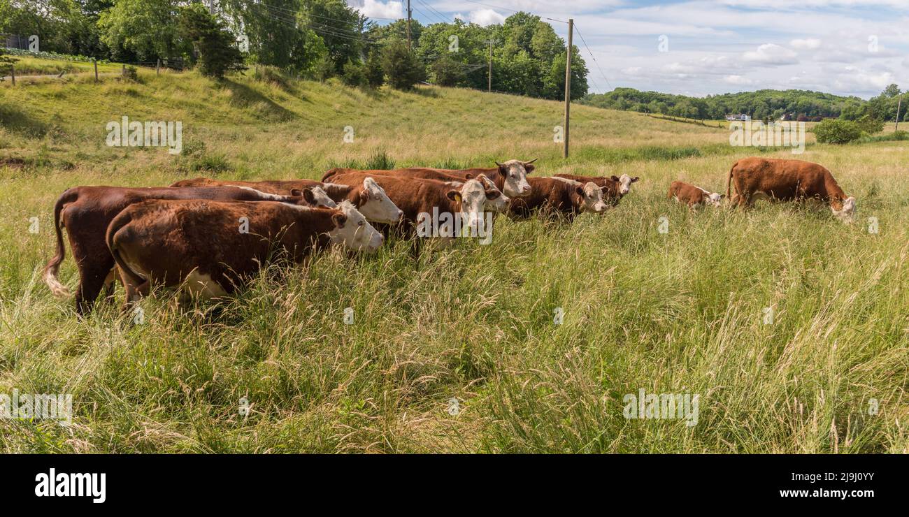 Herde von Hereford-Kühen, die im Sommer auf einem Feld mit langem Gras grasen Stockfoto