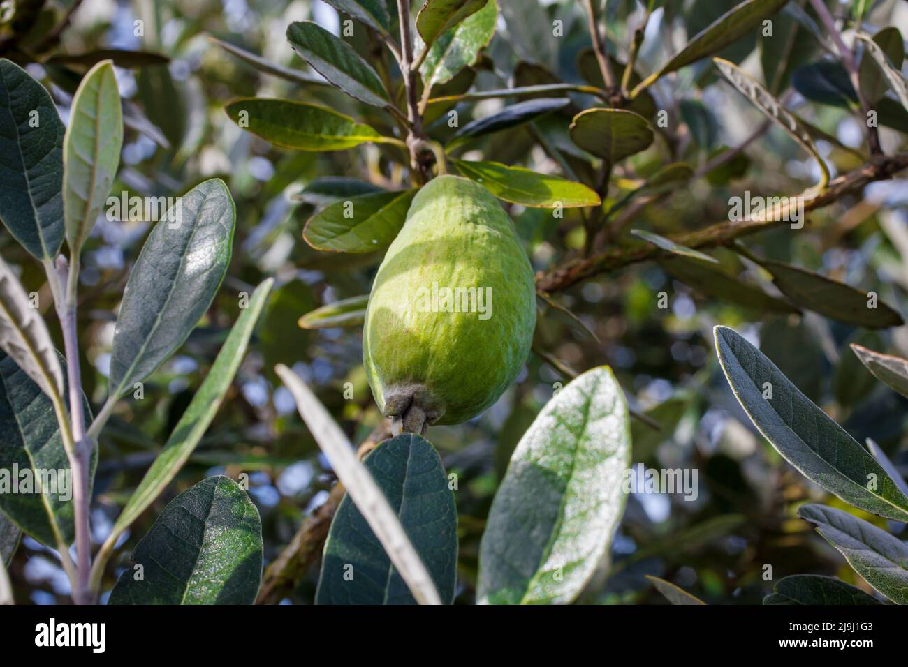 Feijoas (Feijoa sellowiana) wächst in meinem Vorgarten und ist bereit, zu einem köstlichen Wein gemacht zu werden. Stockfoto