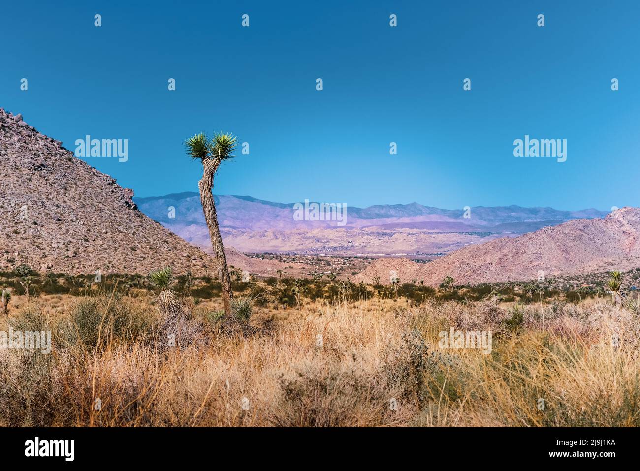 Ein Joshua-Baum steht allein inmitten der Wüstenlandschaft mit Blick auf das Coachella Valley im Joshua Tree National Park in der Mojave-Wüste, CA, USA Stockfoto