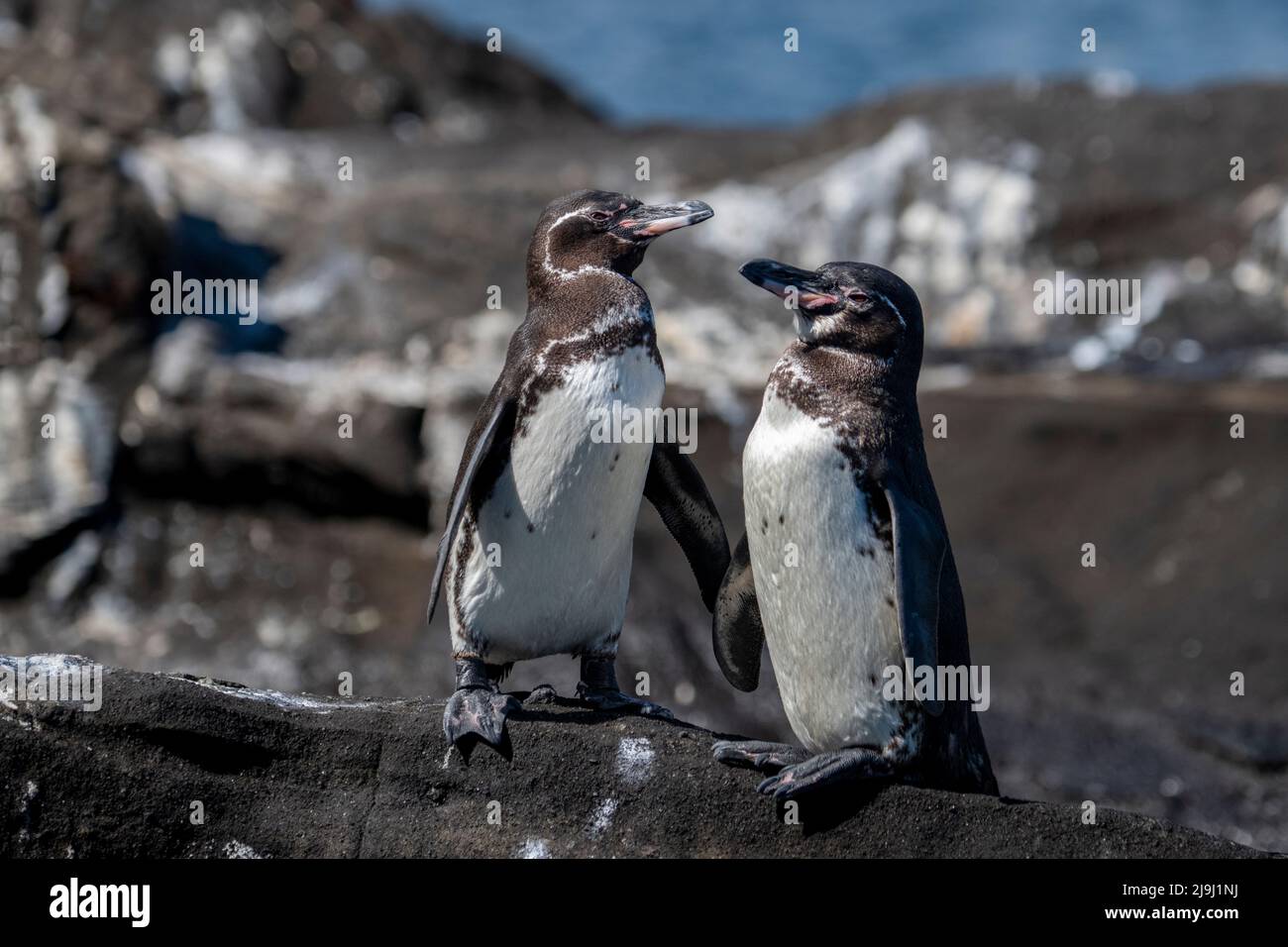 Ecuador, Galapagos, Nordwestküste von Isabela, Tagas Cove. Galapagos-Pinguine (WILD: Sphensicus mendiculus) Stockfoto